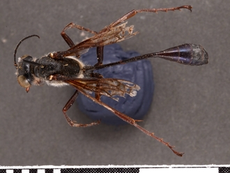 images/Ammophila_calva_SAM_HYM_A009430_type_ male_dorsal_330.jpg